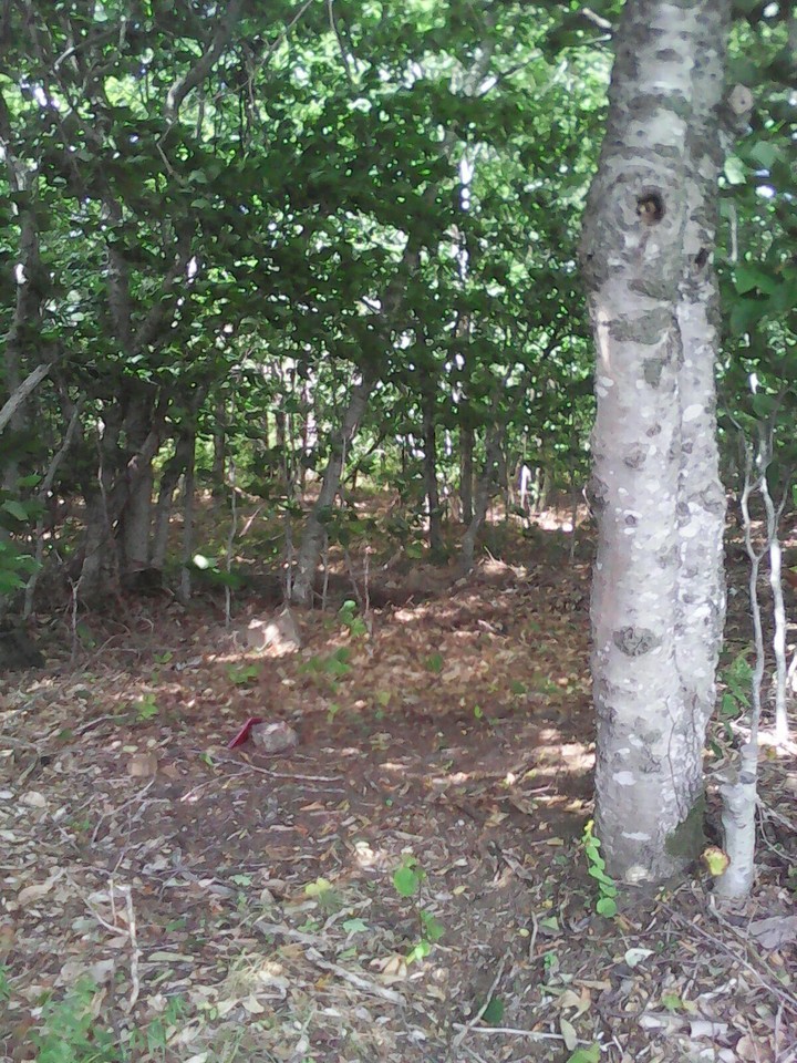 Start of Forest