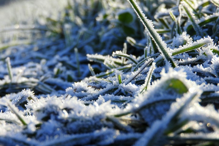 Frozen grass.