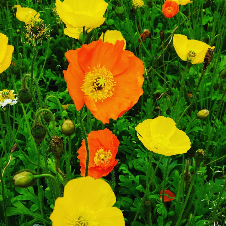 flowers in spring