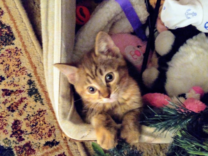 Chupa Cat aka Trixie