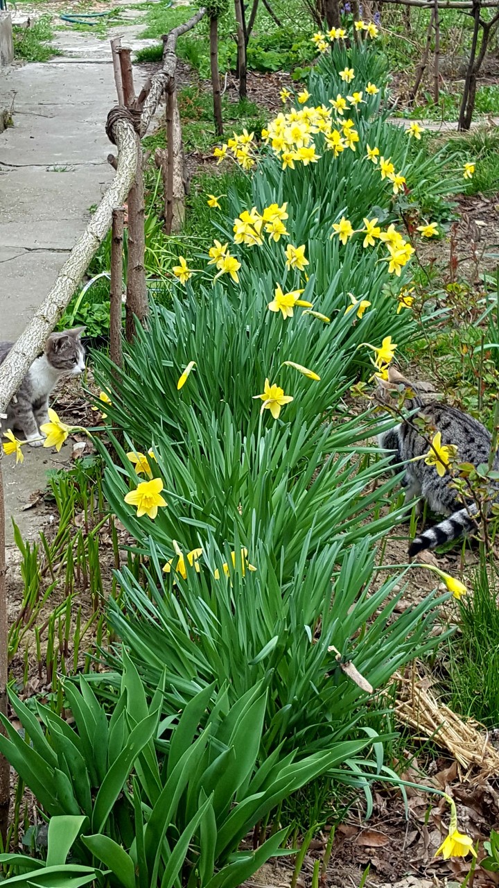 Daffodils and cats 