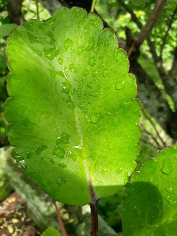 LEAF