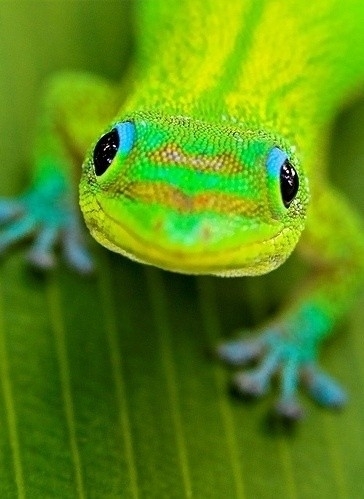Madagaskar Taggekko