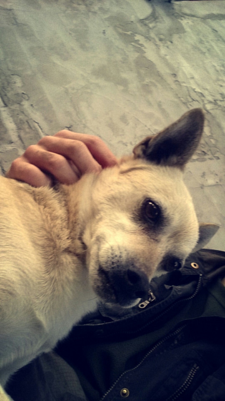 happy dog
