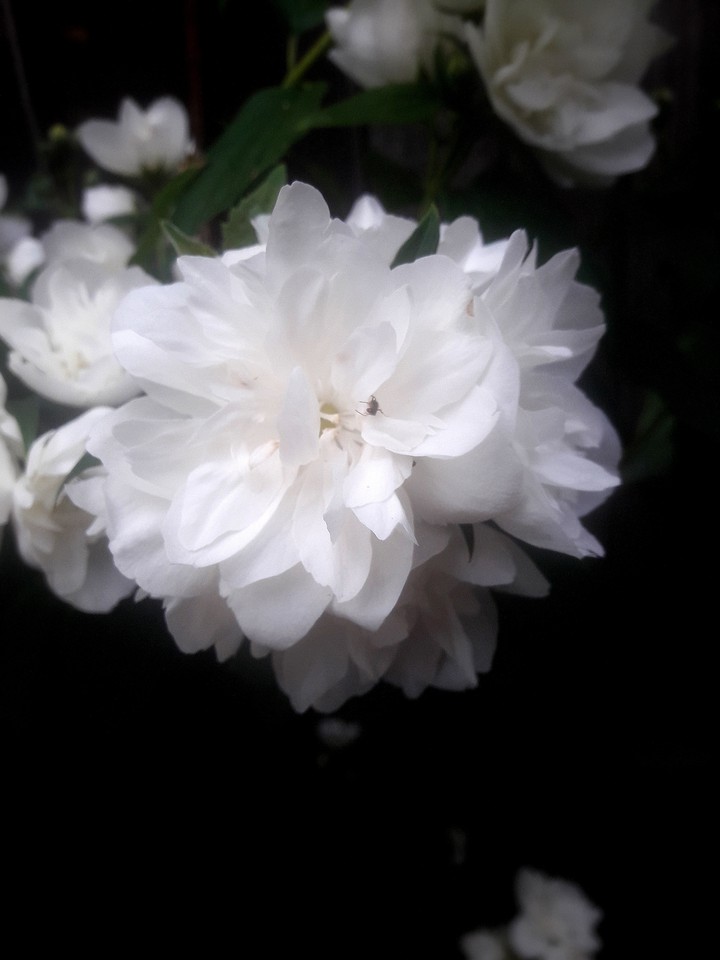 Nature