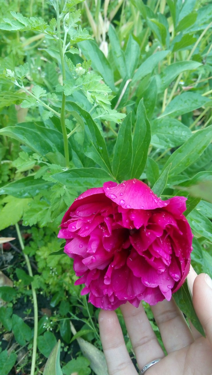 Peony