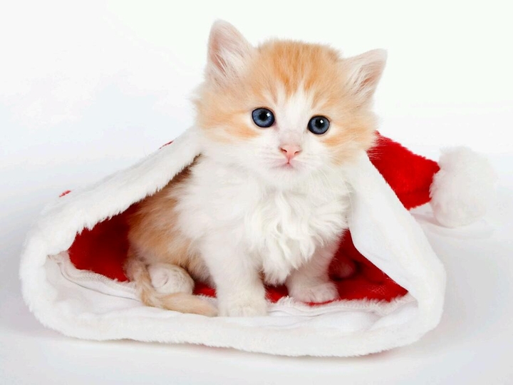 cute kitty