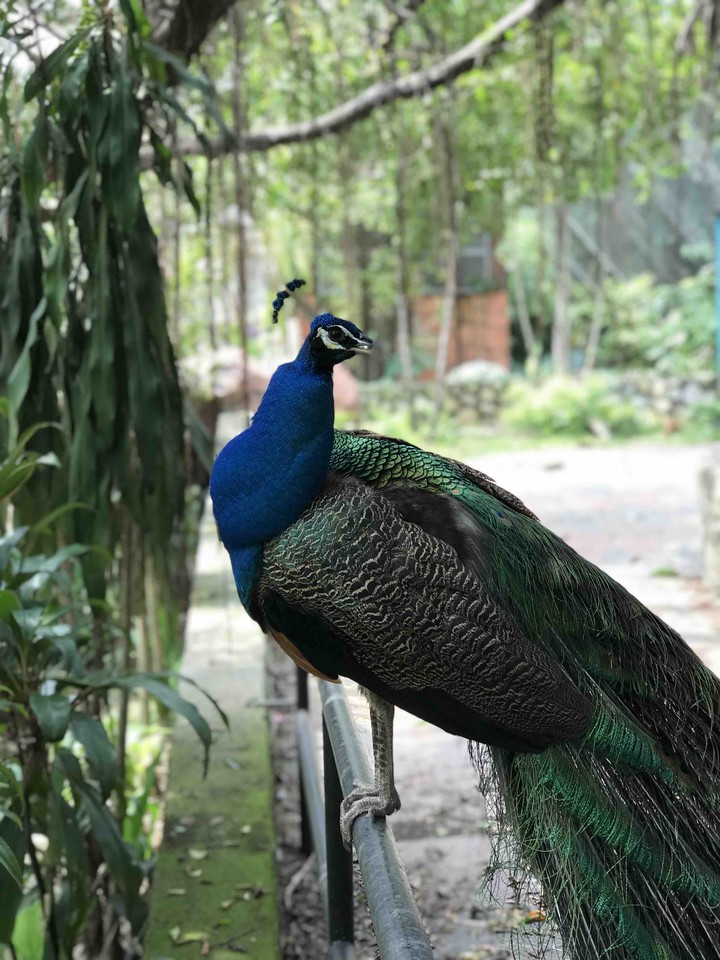 Peacock!