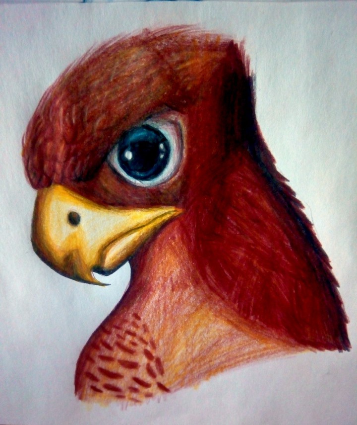 i love birds