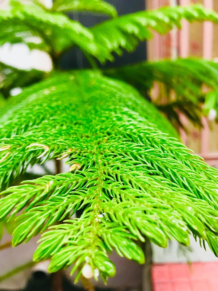 leaves