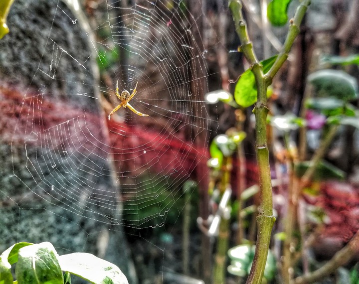 Web