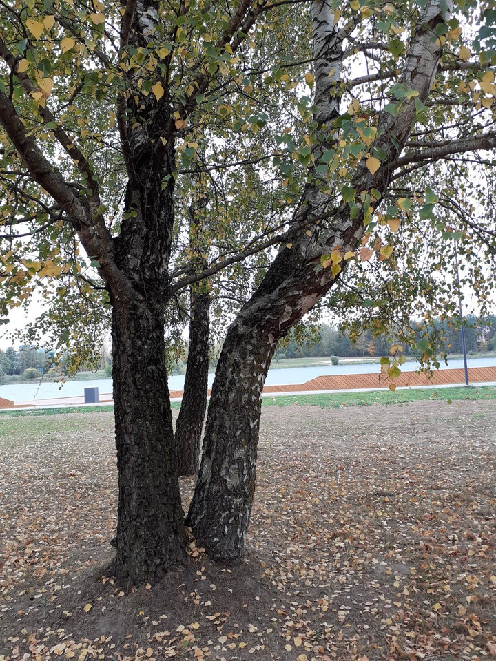 Autumn