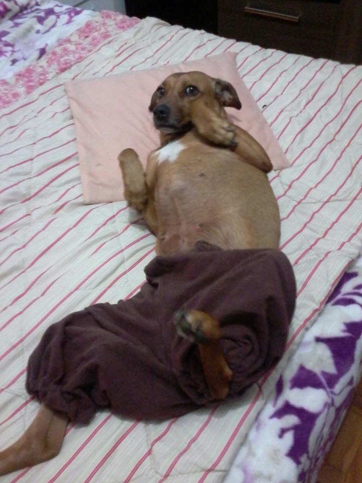 Victoria Secrets fiel dog model