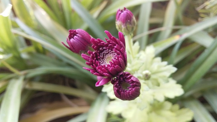 pretty flowers