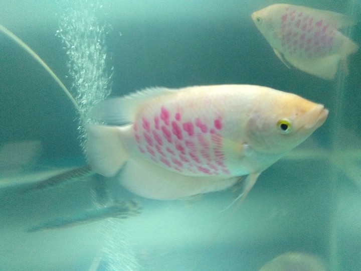 Oh ya  fish fish