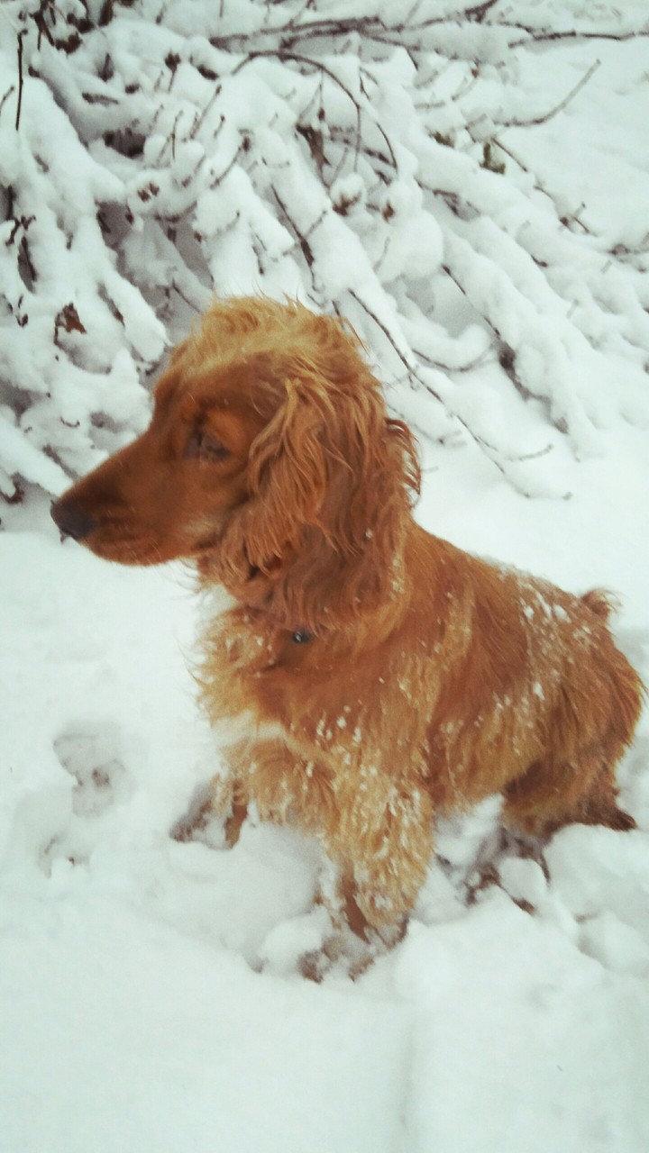 spaniel