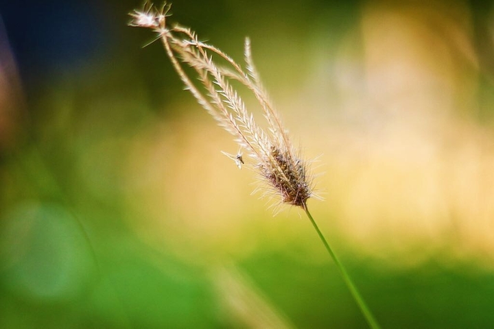 Grass