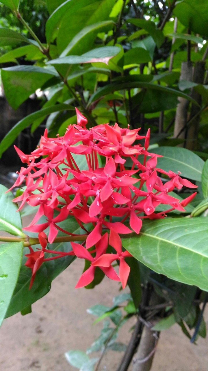 flower