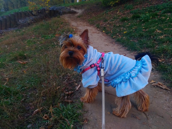 Dog in a dress