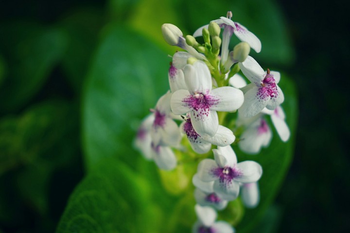 flower