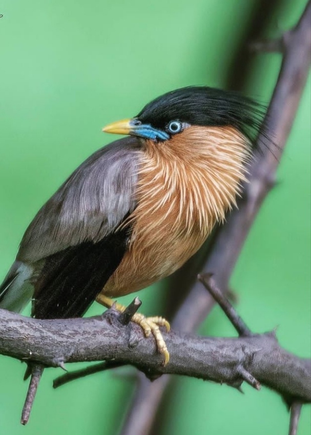 Bird