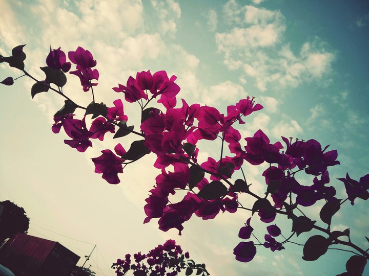 flowers