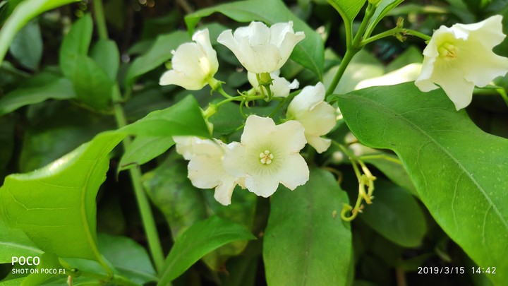 flowers
