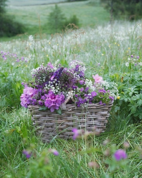 flora