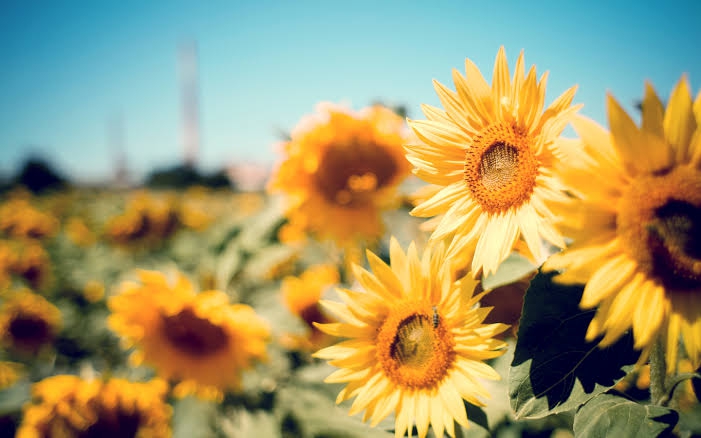 sunflower