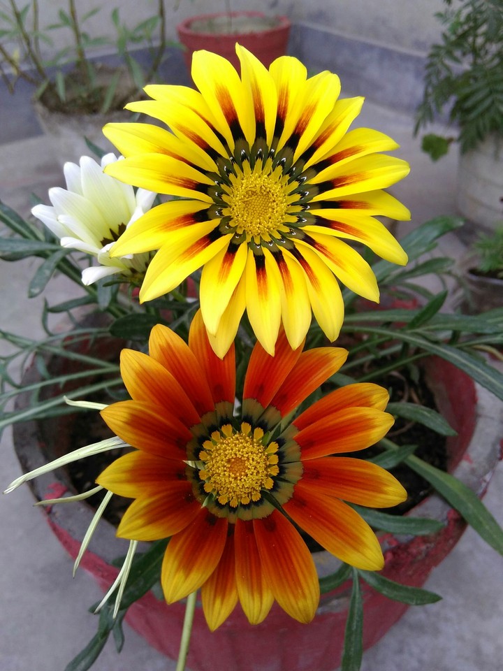 flower