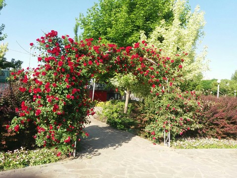 flowers