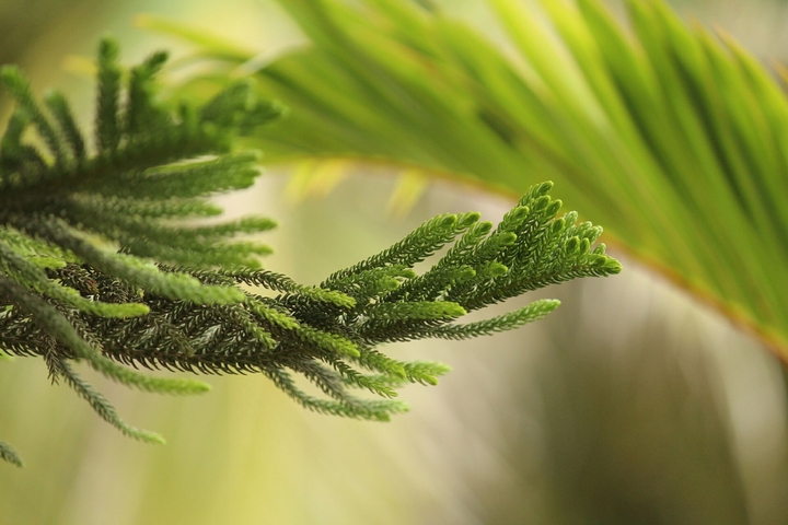fern leaves