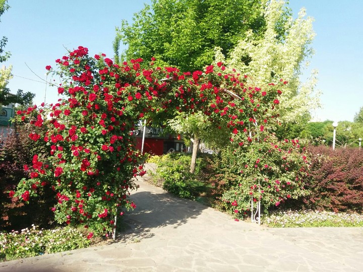 flowers