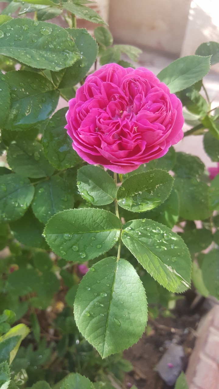 گل محمدی در تراوت صبح بهاری