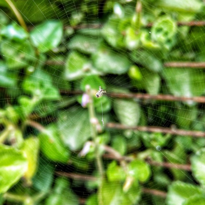 Spider Web