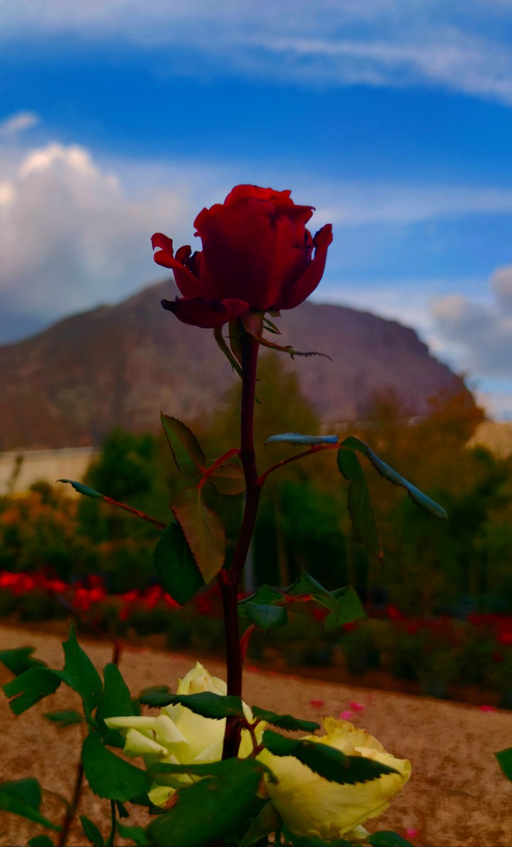 alone flower!