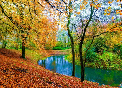 Autumn in the park
