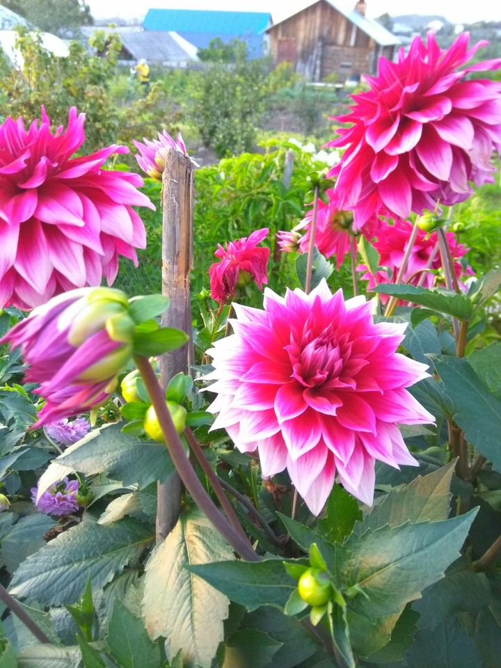 flowers