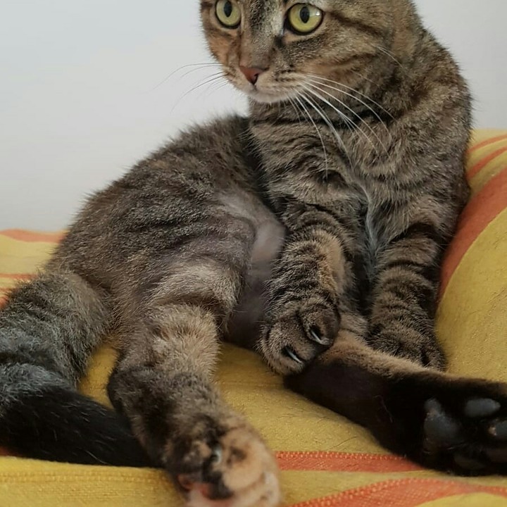 dolce felina!