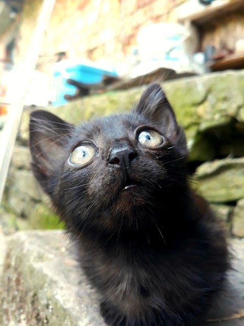 Cute, whiskers桌布