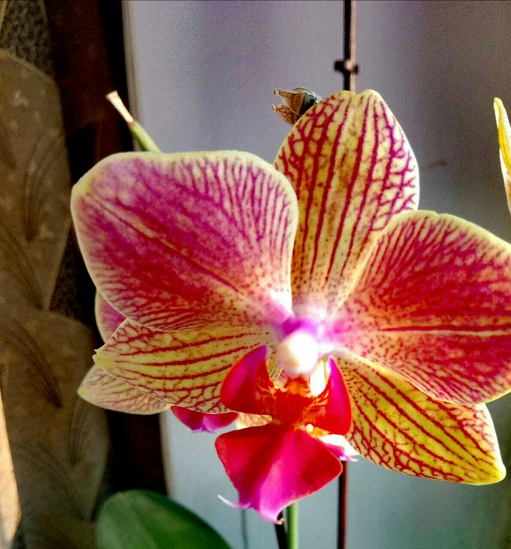 orchids
