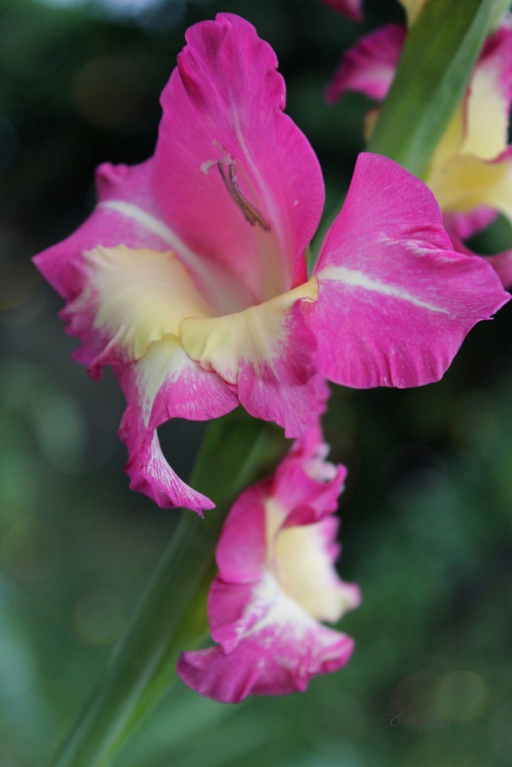 O.V. ❇️❤️❇️ from my garden