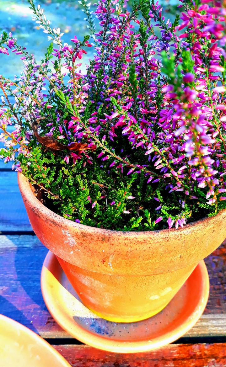 fantastic flowers