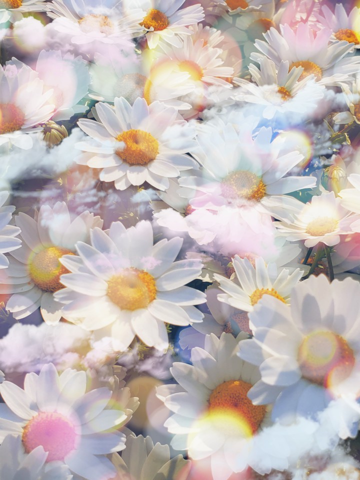 cloud chamomile