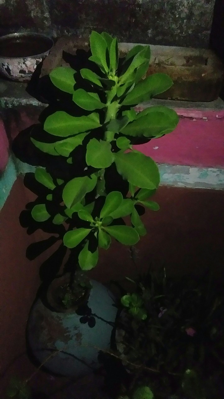 leaf