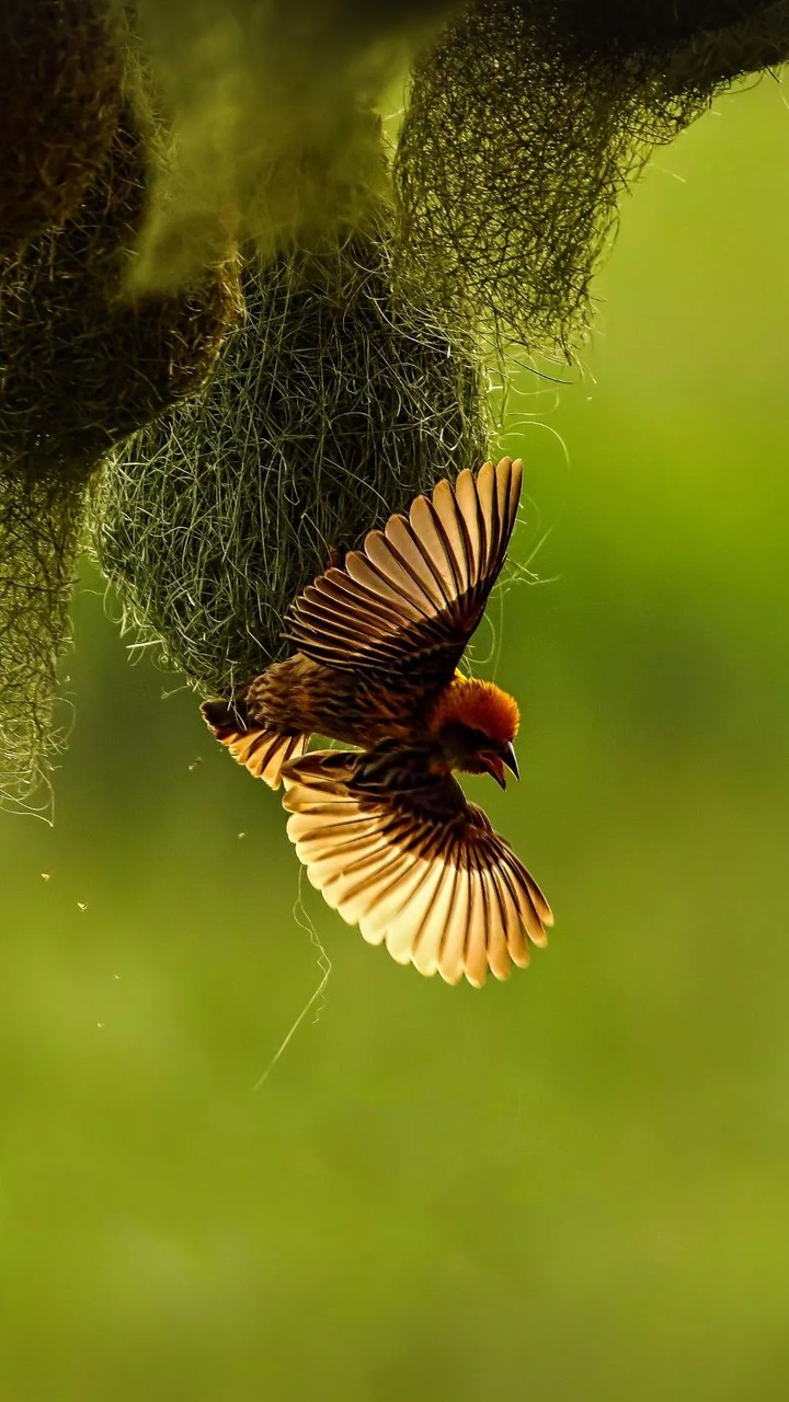 bird