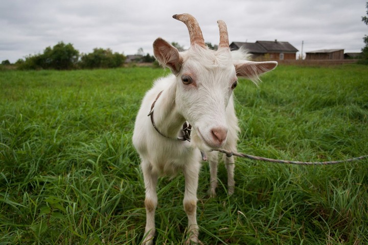 goat