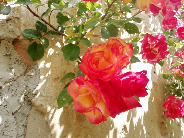 Rose