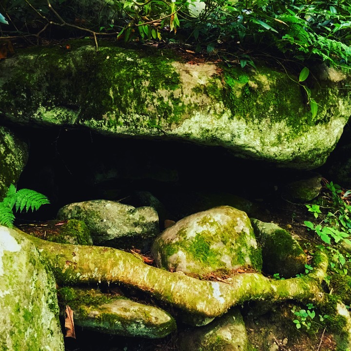 rocks and roots