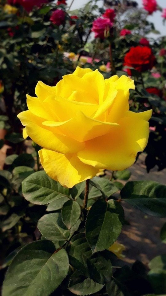 rose jaune